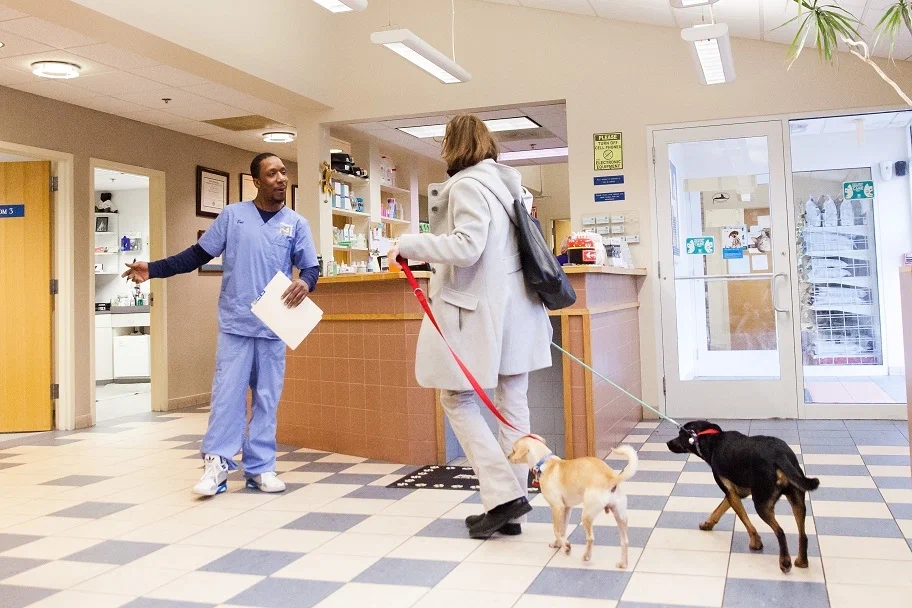 Veterinarian with animal
